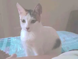 Gato raça SRD-ViraLata idade 1 ano nome Aruna