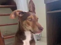 Cachorro raça SRD-ViraLata idade 2 a 6 meses nome Sem nome 