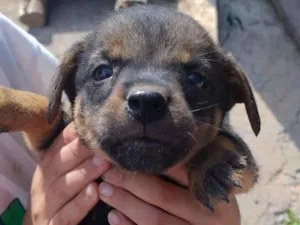Cachorro raça SRD-ViraLata idade 2 a 6 meses nome Sem nome