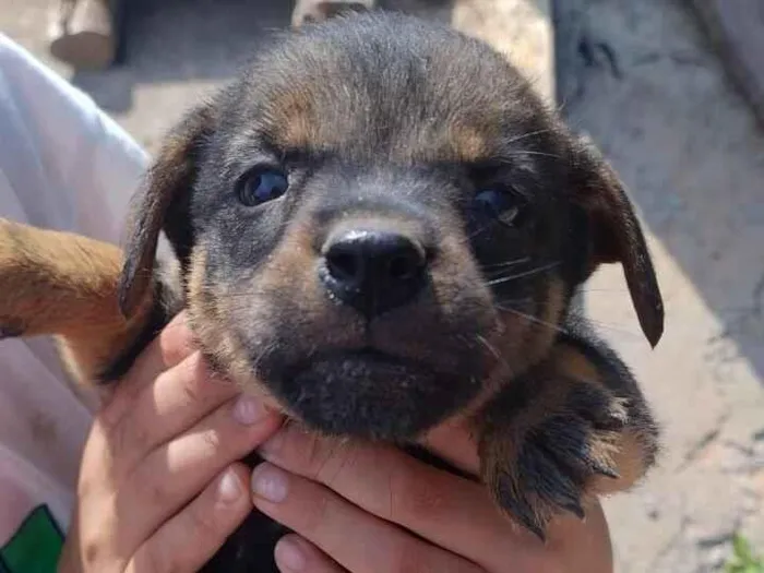 Cachorro raça SRD-ViraLata idade 2 a 6 meses nome Sem nome