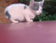 Gato raça SRD-ViraLata idade 2 a 6 meses nome Gatinhos e uma gatinha