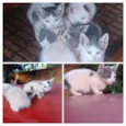 Gatinhos e uma gatinha