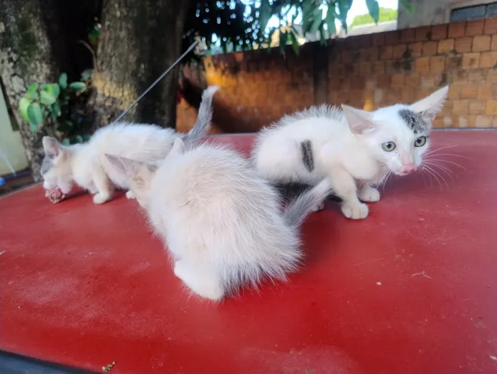 Gato raça SRD-ViraLata idade 2 a 6 meses nome Gatinhos e uma gatinha