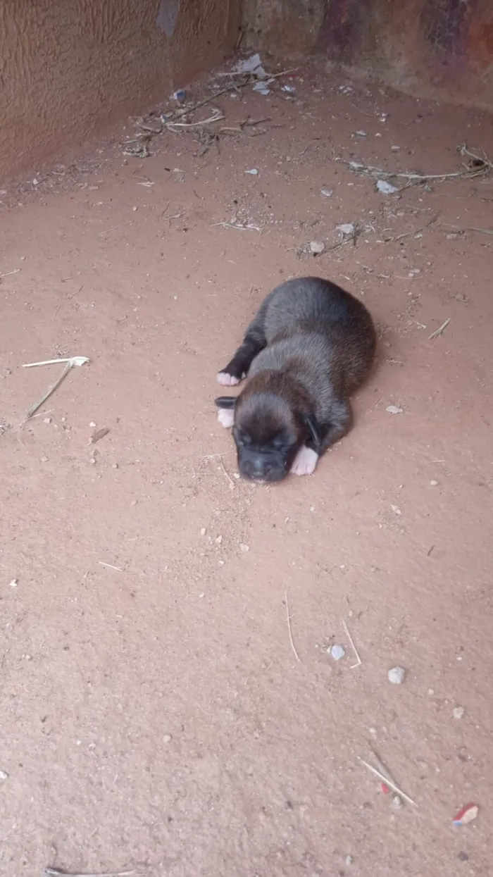 Cachorro raça SRD-ViraLata idade Abaixo de 2 meses nome Pretinho