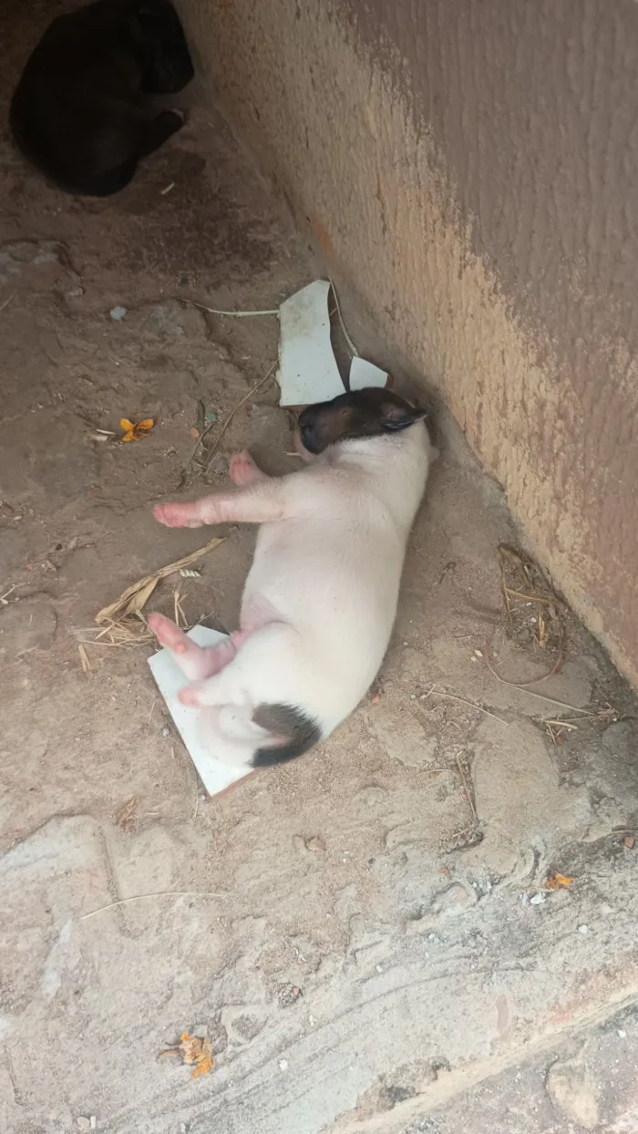 Cachorro raça SRD-ViraLata idade Abaixo de 2 meses nome Pretinho