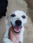 Cachorro raça SRD-ViraLata idade 6 ou mais anos nome Belinha 