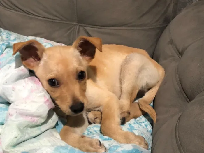 Cachorro raça SRD-ViraLata idade 2 a 6 meses nome José 