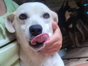 Cachorro raça SRD-ViraLata idade 6 ou mais anos nome Belinha 