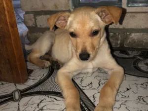 Cachorro raça SRD-ViraLata idade 2 a 6 meses nome José 