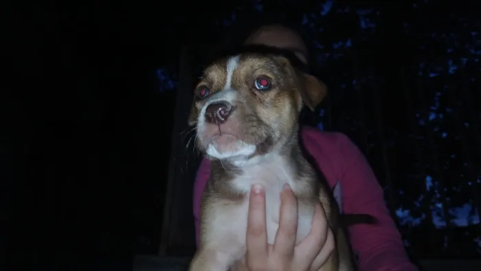 Cachorro raça Pit-Bull idade 2 a 6 meses nome Filhotes