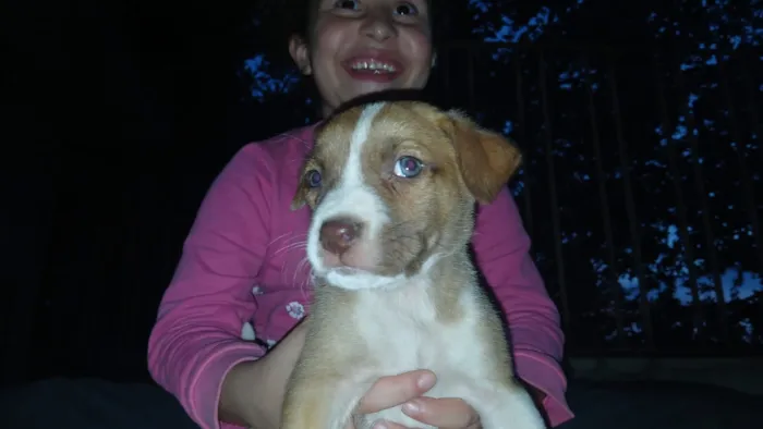 Cachorro raça Pit-Bull idade 2 a 6 meses nome Filhotes