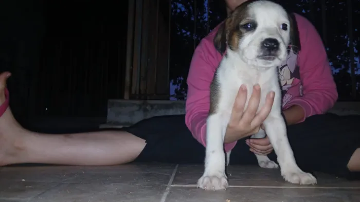 Cachorro raça Pit-Bull idade 2 a 6 meses nome Filhotes