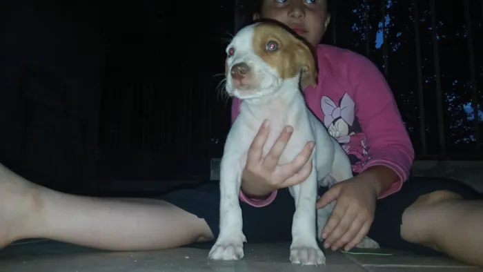 Cachorro raça Pit-Bull idade 2 a 6 meses nome Filhotes