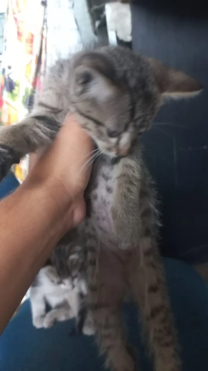 Gato raça SRD-ViraLata idade Abaixo de 2 meses nome Filhotes 