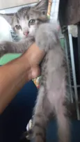 Gato raça SRD-ViraLata idade Abaixo de 2 meses nome Filhotes 