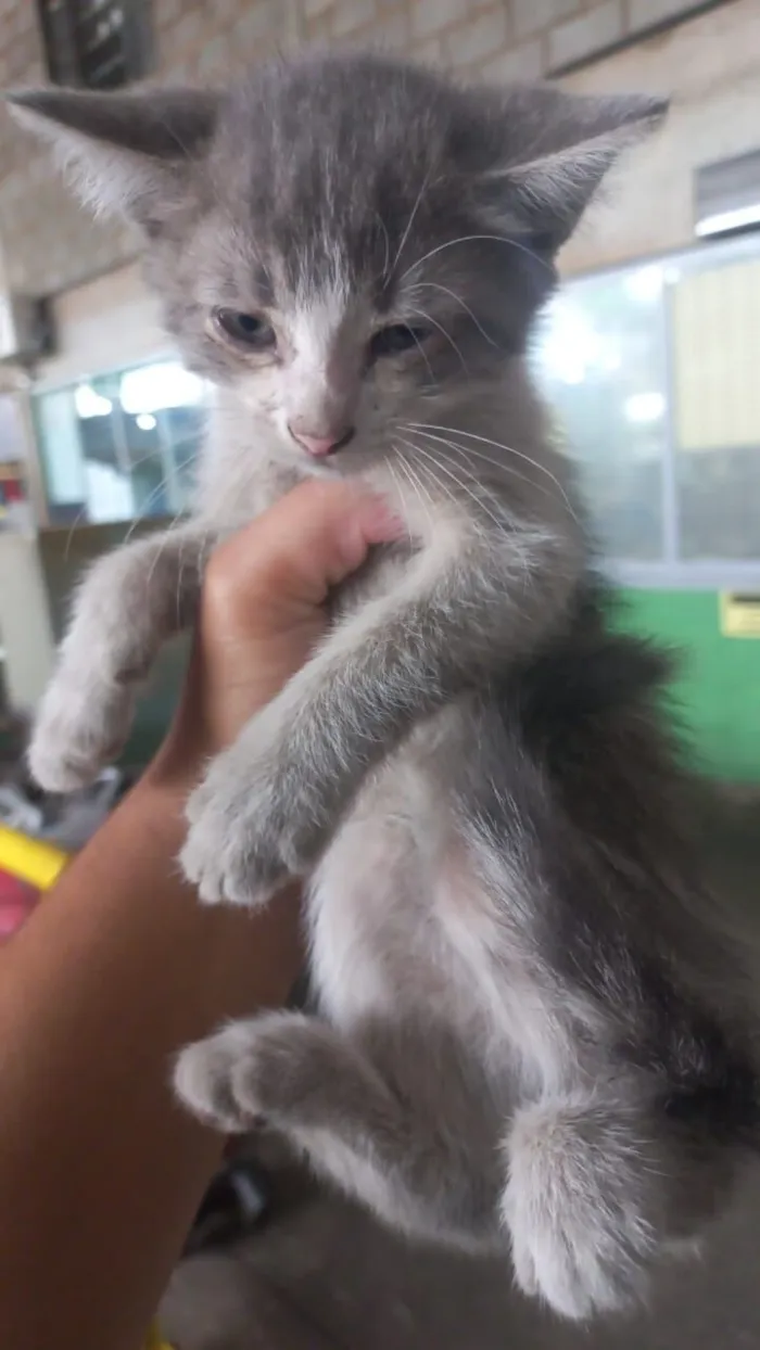 Gato raça SRD-ViraLata idade Abaixo de 2 meses nome Filhotes 