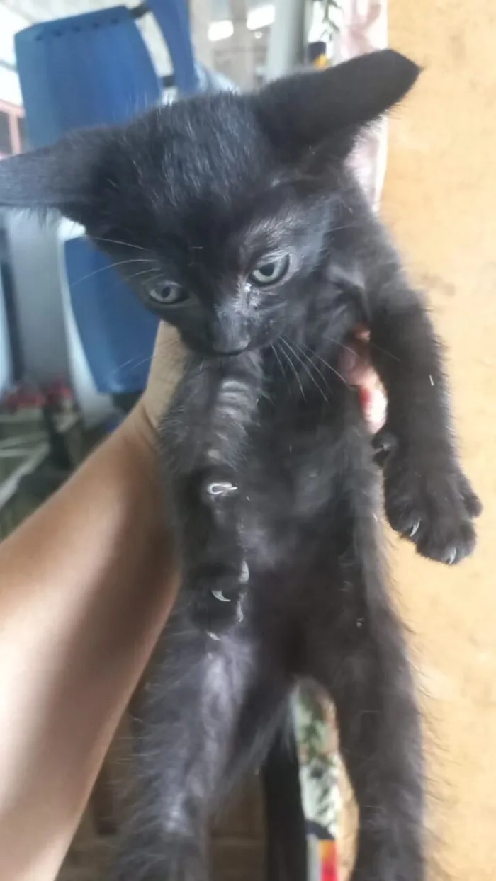 Gato raça SRD-ViraLata idade Abaixo de 2 meses nome Filhotes 