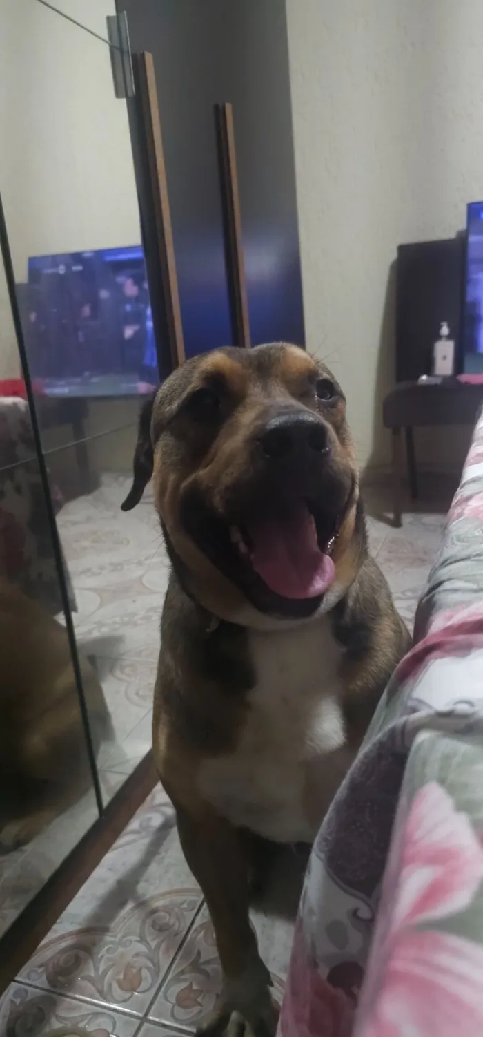 Cachorro raça SRD-ViraLata idade 2 anos nome Mike