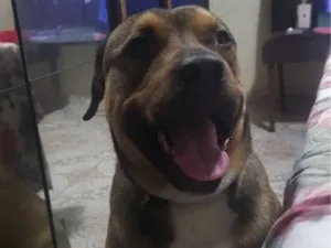 Cachorro raça SRD-ViraLata idade 2 anos nome Mike