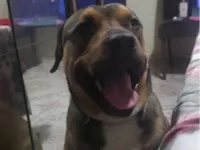 Cachorro raça SRD-ViraLata idade 2 anos nome Mike