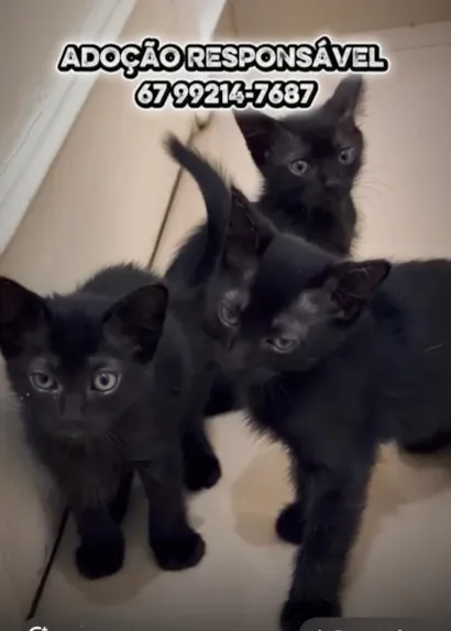 Gato raça SRD-ViraLata idade Abaixo de 2 meses nome Pretinhos