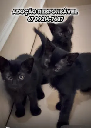 Gato raça SRD-ViraLata idade Abaixo de 2 meses nome Pretinhos