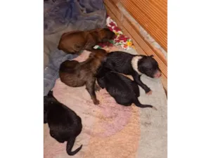 Cachorro raça SRD-ViraLata idade Abaixo de 2 meses nome Jaci