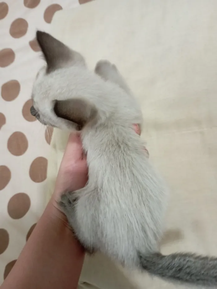 Gato raça Siamês idade Abaixo de 2 meses nome Não tem nome 