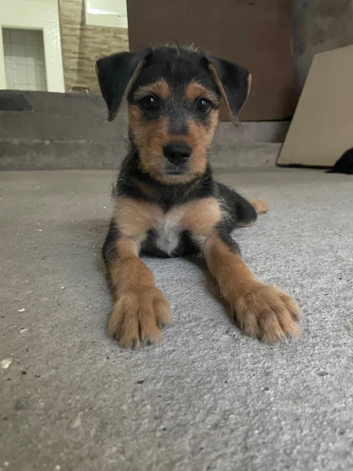 Cachorro raça SRD-ViraLata idade 2 a 6 meses nome Max