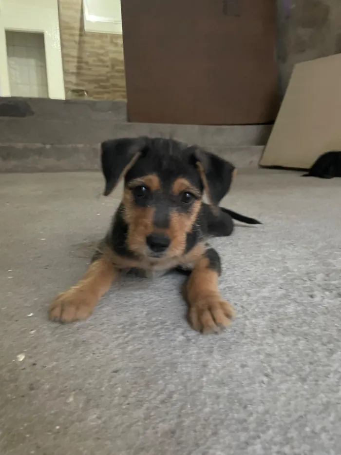 Cachorro raça SRD-ViraLata idade 2 a 6 meses nome Max