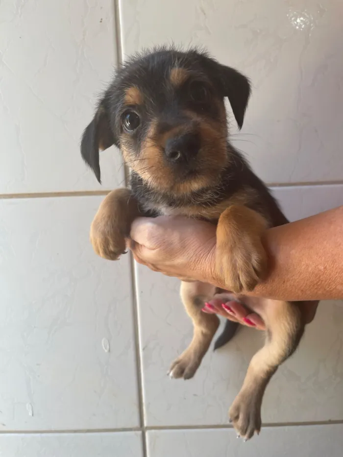 Cachorro raça SRD-ViraLata idade 2 a 6 meses nome Max