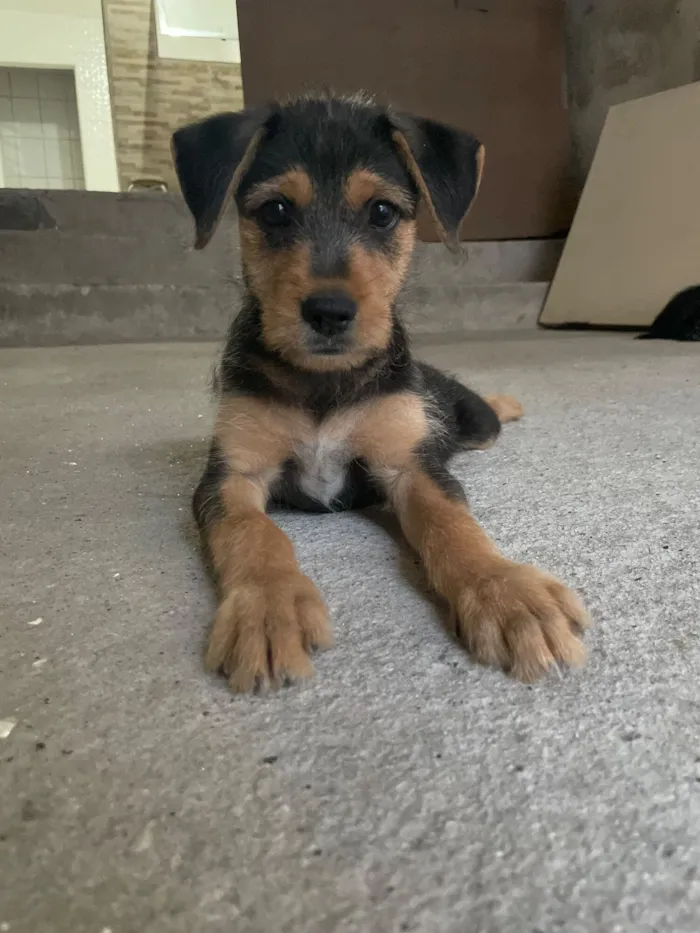 Cachorro raça SRD-ViraLata idade 2 a 6 meses nome Max