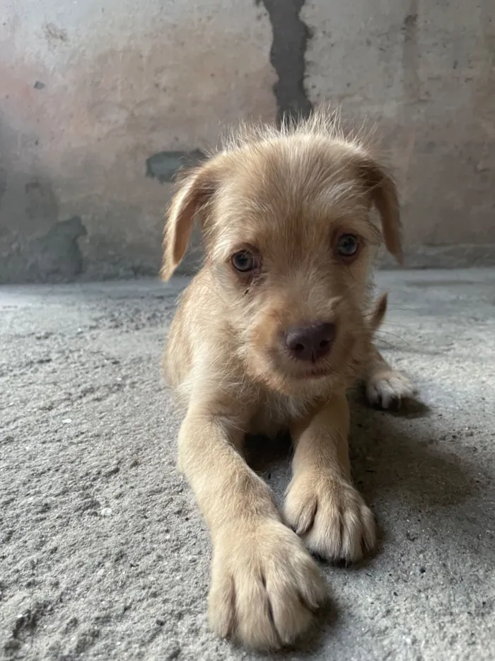 Cachorro raça SRD-ViraLata idade 2 a 6 meses nome Pingo