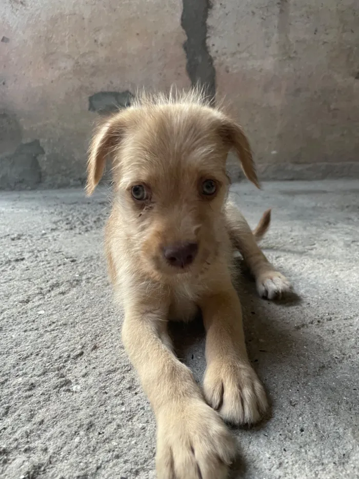 Cachorro raça SRD-ViraLata idade 2 a 6 meses nome Pingo