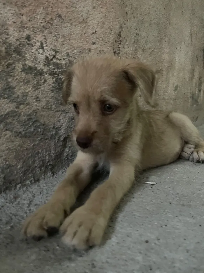 Cachorro raça SRD-ViraLata idade 2 a 6 meses nome Pingo