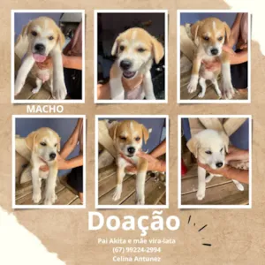 Cachorro raça SRD-ViraLata idade Abaixo de 2 meses nome Adoção responsável 