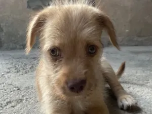 Cachorro raça SRD-ViraLata idade 2 a 6 meses nome Pingo