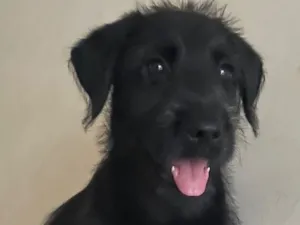 Cachorro raça SRD-ViraLata idade 2 a 6 meses nome Cafe