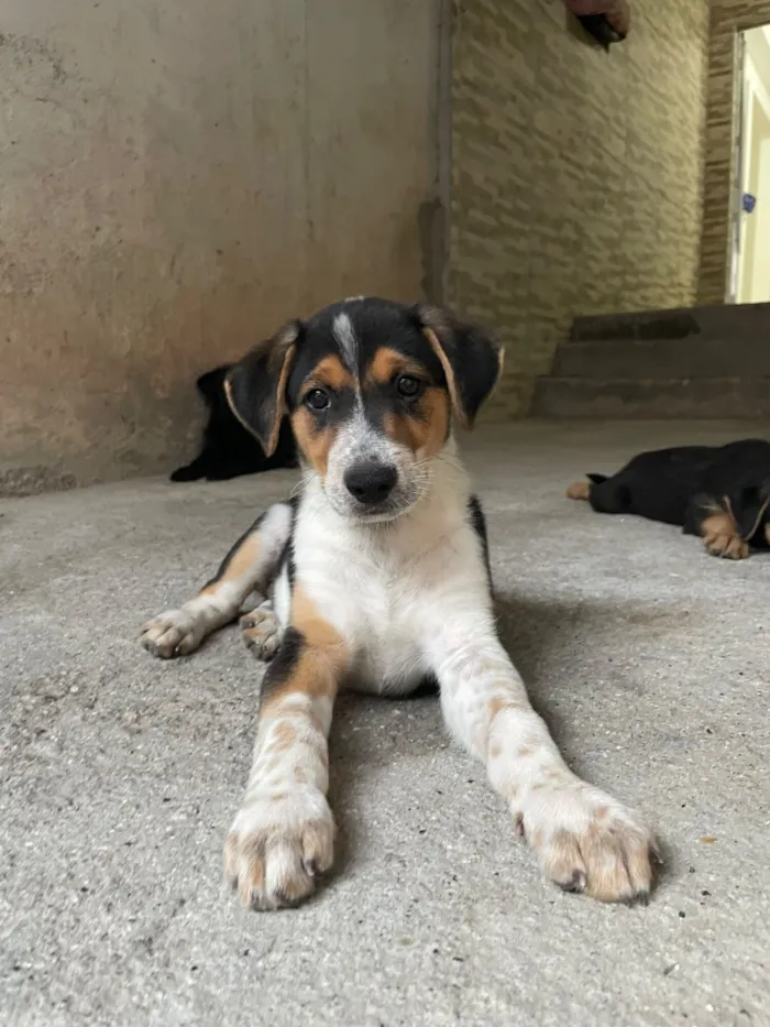 Cachorro raça SRD-ViraLata idade 2 a 6 meses nome Tobi
