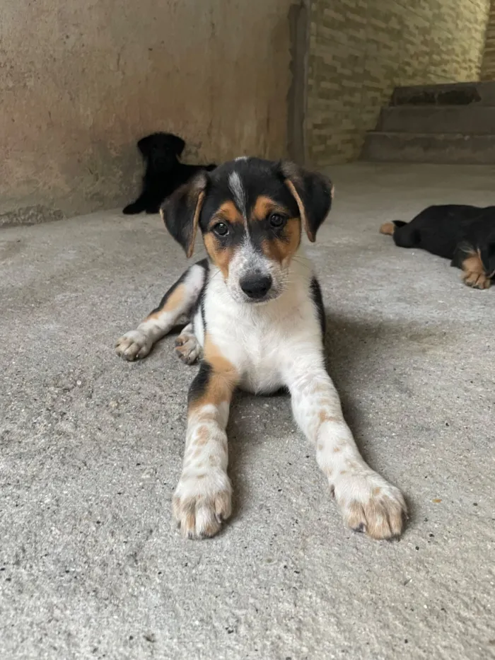 Cachorro raça SRD-ViraLata idade 2 a 6 meses nome Tobi