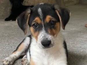 Cachorro raça SRD-ViraLata idade 2 a 6 meses nome Tobi