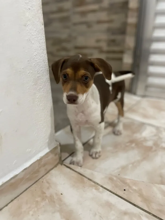 Cachorro raça SRD-ViraLata idade 2 a 6 meses nome Ruby