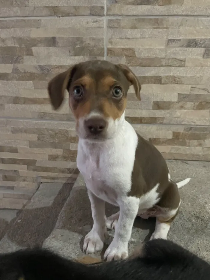 Cachorro raça SRD-ViraLata idade 2 a 6 meses nome Ruby