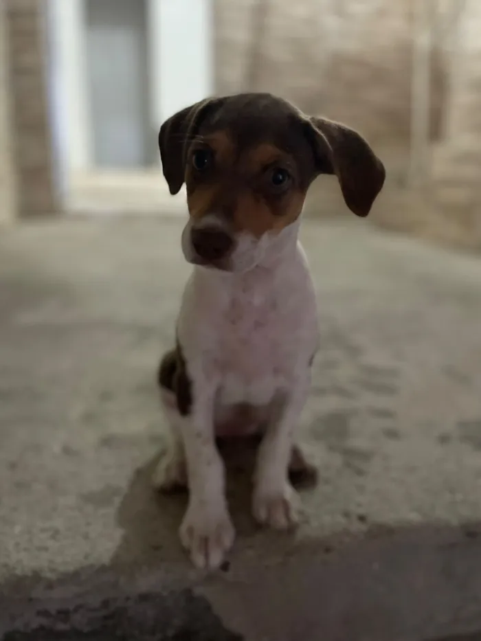 Cachorro raça SRD-ViraLata idade 2 a 6 meses nome Ruby