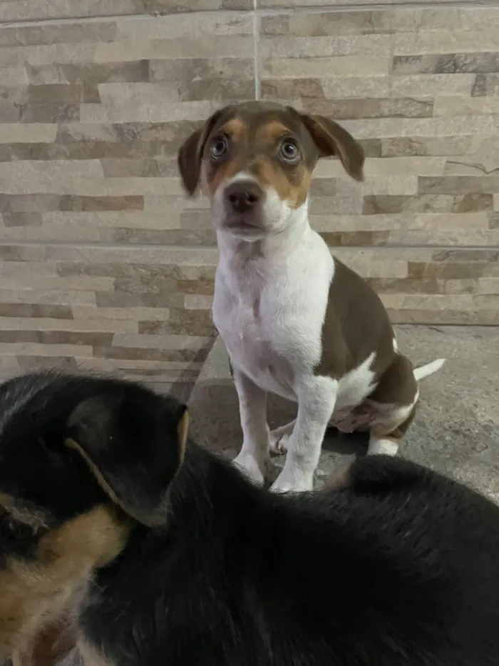 Cachorro raça SRD-ViraLata idade 2 a 6 meses nome Ruby