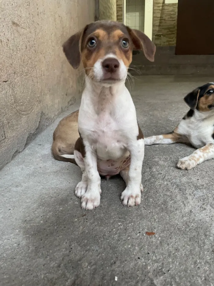 Cachorro raça SRD-ViraLata idade 2 a 6 meses nome Ruby
