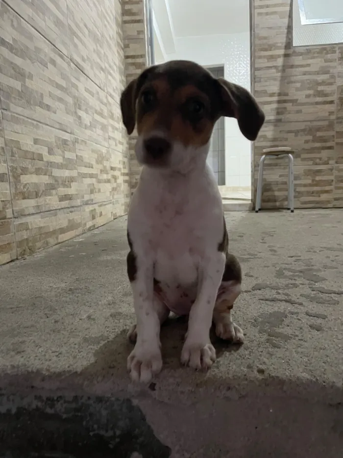 Cachorro raça SRD-ViraLata idade 2 a 6 meses nome Ruby