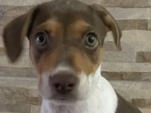 Cachorro raça SRD-ViraLata idade 2 a 6 meses nome Ruby