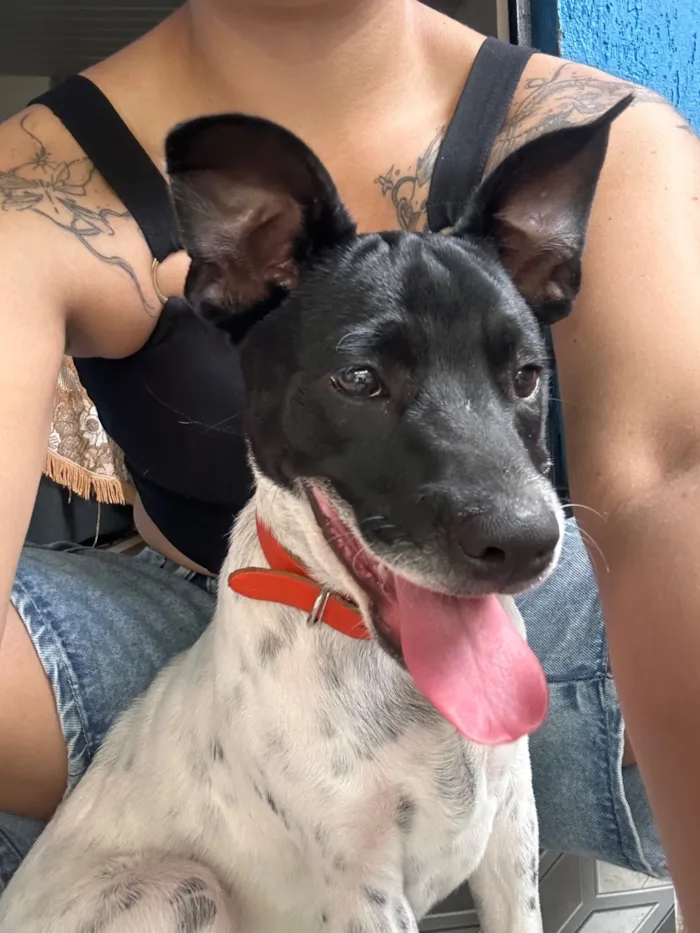 Cachorro raça SRD-ViraLata idade 2 a 6 meses nome Beto.