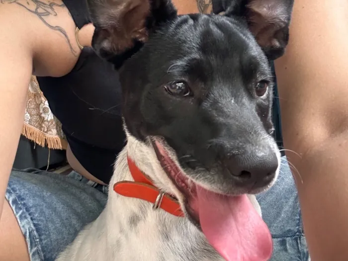 Cachorro raça SRD-ViraLata idade 2 a 6 meses nome Beto.